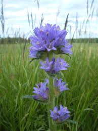 Attēlu rezultāti vaicājumam “Campanula cervicaria flower”