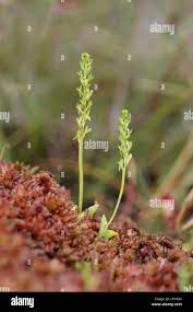 Attēlu rezultāti vaicājumam “Hammarbya paludosa leaf”