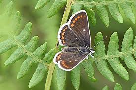 Attēlu rezultāti vaicājumam “Aricia artaxerxes  female”