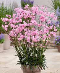 Image result for Lychnis flos-cuculi