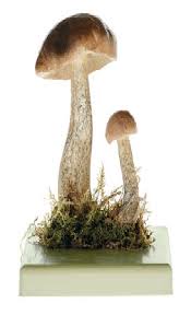 Attēlu rezultāti vaicājumam “Leccinum scabrum”