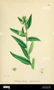 Attēlu rezultāti vaicājumam “Lithospermum officinale leaf”
