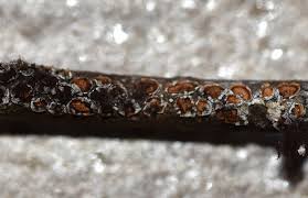 Attēlu rezultāti vaicājumam “Diderma montanum var. album macro”