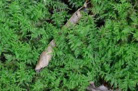 Attēlu rezultāti vaicājumam “Thuidium recognitum”