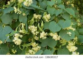 Attēlu rezultāti vaicājumam “Tilia x vulgaris”