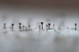 Attēlu rezultāti vaicājumam “Calicium salicinum”