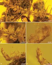 Attēlu rezultāti vaicājumam “Geocalyx graveolens”