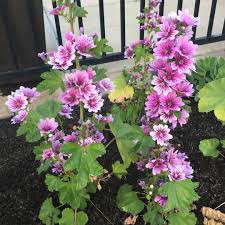 Image result for Malva sylvestris 'Zebrina'