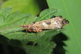 Attēlu rezultāti vaicājumam “Glyphotaelius pellucidus”