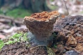 Attēlu rezultāti vaicājumam “Onnia triquetra”