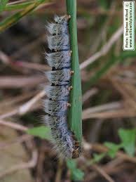 Attēlu rezultāti vaicājumam “Lasiocampa trifolii”