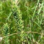 Attēlu rezultāti vaicājumam “Phleum phleoides fruit”