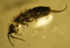 Attēlu rezultāti vaicājumam “Orchesella sp.”