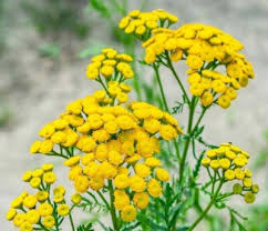 Image result for Tanacetum vulgare