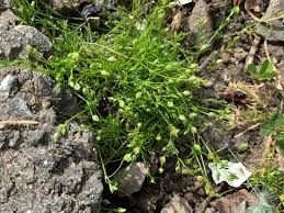 Attēlu rezultāti vaicājumam “Sagina procumbens fruit”