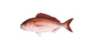 Image result for Pagellus bogaraveo