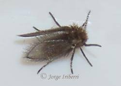 Attēlu rezultāti vaicājumam “Psychodidae”