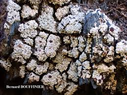 Attēlu rezultāti vaicājumam “Trapeliopsis granulosa”