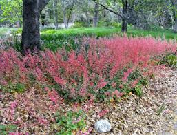 Image result for Heuchera Metallica