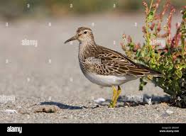 Image result for Calidris melanotos
