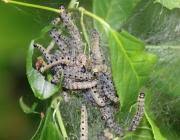 Attēlu rezultāti vaicājumam “Yponomeuta malinellus / cagnagella imago”