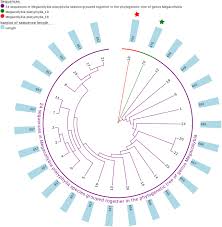 Attēlu rezultāti vaicājumam “Pachyphloeus melanoxanthus”