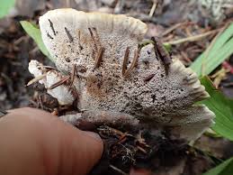 Attēlu rezultāti vaicājumam “Onnia tomentosa”