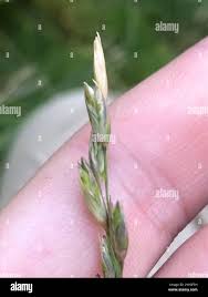 Attēlu rezultāti vaicājumam “Danthonia decumbens bud”