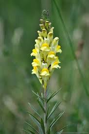 Image result for Linaria vulgaris