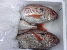 Image result for Pagellus bogaraveo