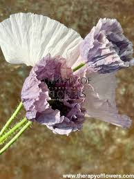 Attēlu rezultāti vaicājumam “Papaver rhoeas flower”