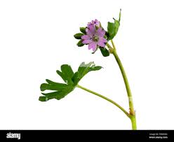 Attēlu rezultāti vaicājumam “Geranium molle flower”