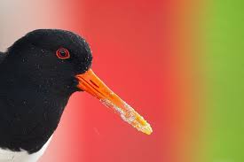 Attēlu rezultāti vaicājumam “Haematopus ostralegus”