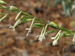 Attēlu rezultāti vaicājumam “Silene tatarica flower”
