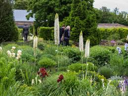 Image result for Steppenkerze