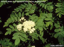 Attēlu rezultāti vaicājumam “Sorbus aucuparia flower”