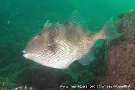 Image result for Balistes capriscus