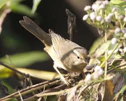 Image result for Phylloscopus schwarzi