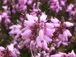 Attēlu rezultāti vaicājumam “Erica x darleyensis flower”