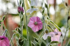 Attēlu rezultāti vaicājumam “Nicotiana tabacum flower”