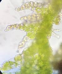 Attēlu rezultāti vaicājumam “Cephalozia catenulata”