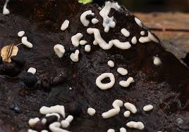 Attēlu rezultāti vaicājumam “Diderma effusum”