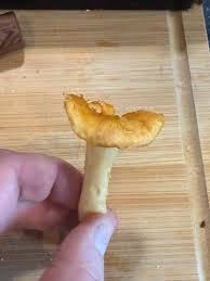 Attēlu rezultāti vaicājumam “Hydnum rufescens”