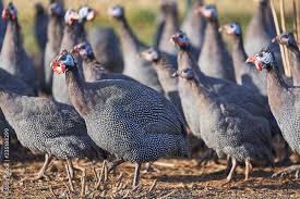 Attēlu rezultāti vaicājumam “Numida meleagris adult”