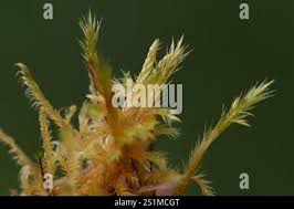 Attēlu rezultāti vaicājumam “Tomentypnum nitens”