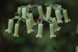 Attēlu rezultāti vaicājumam “Menziesia ferruginea flower”