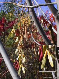 Attēlu rezultāti vaicājumam “Fraxinus pennsylvanica male flower”