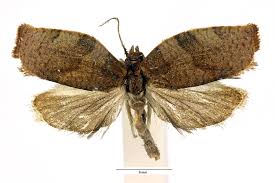 Attēlu rezultāti vaicājumam “Pandemis”