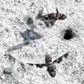 Attēlu rezultāti vaicājumam “Exoprosopa capucina”