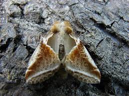 Attēlu rezultāti vaicājumam “Habrosyne pyritoides”